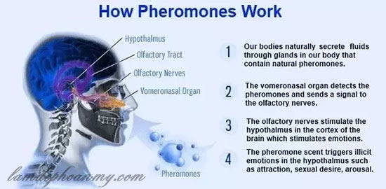 Pheromone thành phần chính nước hoa gợi dục
