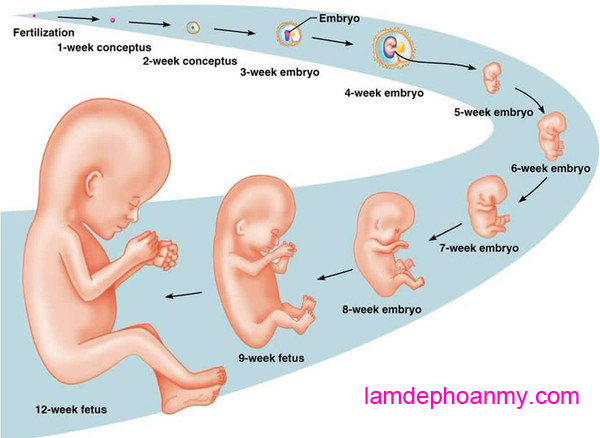 quá trình sự phát triển của thai nhi từng giai đoạn