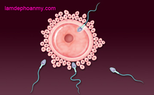 quá trình sự phát triển của thai nhi