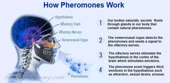 Pheromone thành phần nước hoa kích thích ham muốn nam